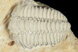 Calymene Celebra Trilobite - Ohio #188858-1